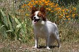 EPAGNEUL PAPILLON 103